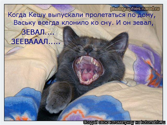 Когда Кешу выпускали пролетаться по дому, Ваську всегда клонило ко сну. И он зевал, ЗЕВАЛ.... ЗЕЕВААА... Котоматрица: Когда Кешу выпускали пролетаться по дому, Ваську всегда клонило ко сну. И он зевал, ЗЕВАЛ.... ЗЕЕВАААЛ.....