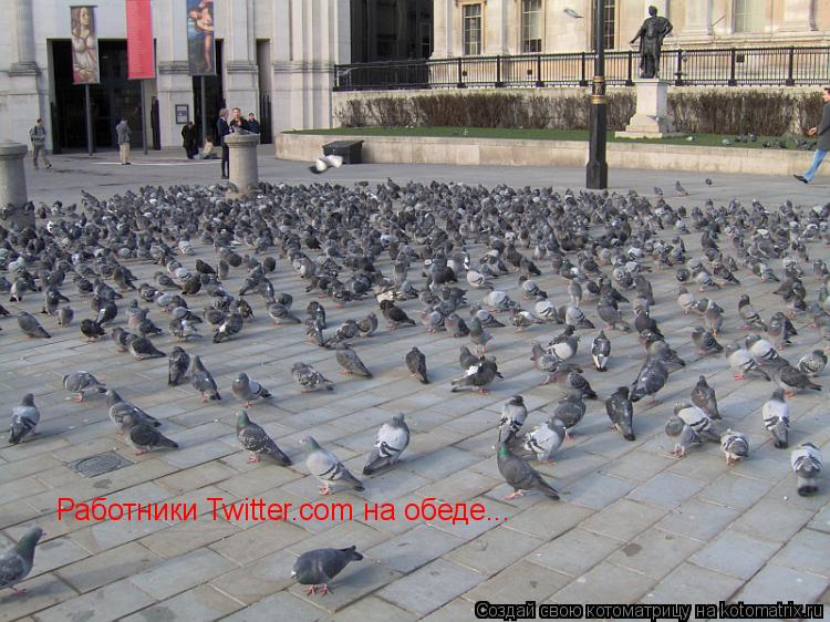 Работники Twitter.com на обеде...... Котоматрица: Работники Twitter.com на обеде...