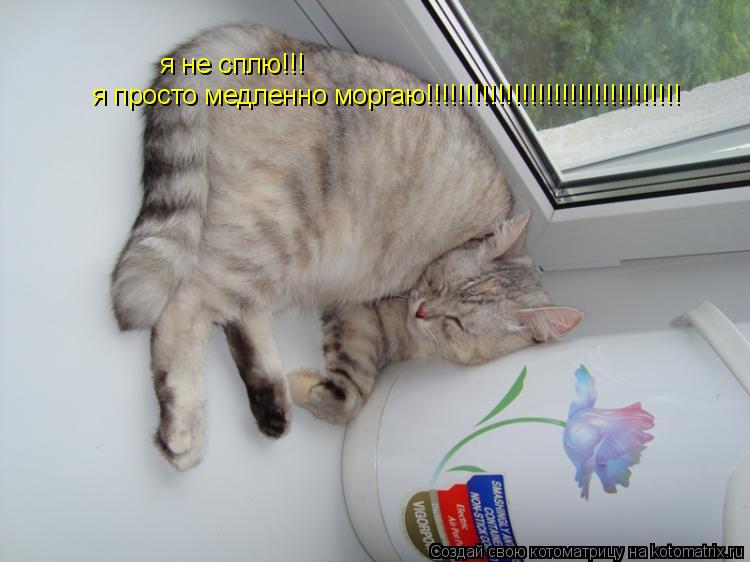 я не сплю!!! я просто медленно моргаю!!!!!!!!!!!!!!!!!!!!!!!!!!!!!!!!... Котоматрица: я не сплю!!! я просто медленно моргаю!!!!!!!!!!!!!!!!!!!!!!!!!!!!!!!!