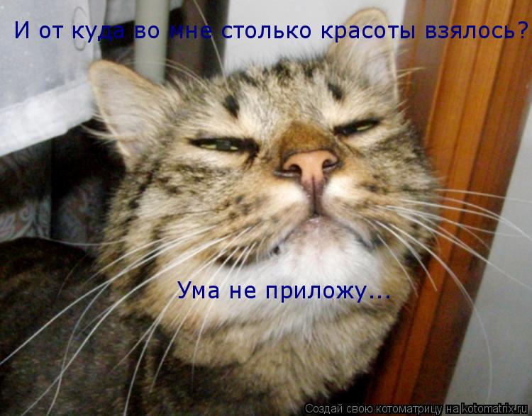 И от куда во мне столько красоты взялось? Ума не приложу...... Котоматрица: И от куда во мне столько красоты взялось? Ума не приложу...