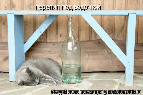 перепил под водочкой... Котоматрица: перепил под водочкой