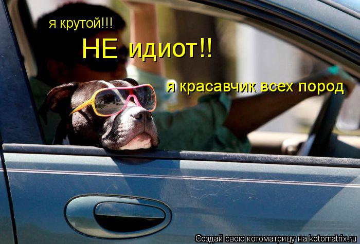я крутой!!! НЕ идиот!! я красавчик всех пород... Котоматрица: я крутой!!! НЕ идиот!! я красавчик всех пород