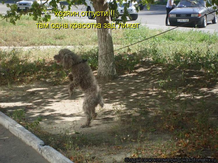 хозяин,отпусти!!! там одна красотка зад лижет... Котоматрица: хозяин,отпусти!!! там одна красотка зад лижет