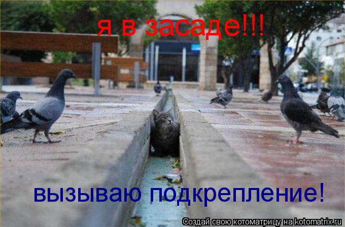 я в засаде!!! вызываю подкрепление!... Котоматрица: я в засаде!!! вызываю подкрепление!