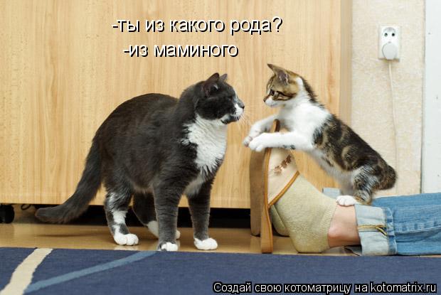 -ты из какого рода? -из маминого... Котоматрица: -ты из какого рода? -из маминого