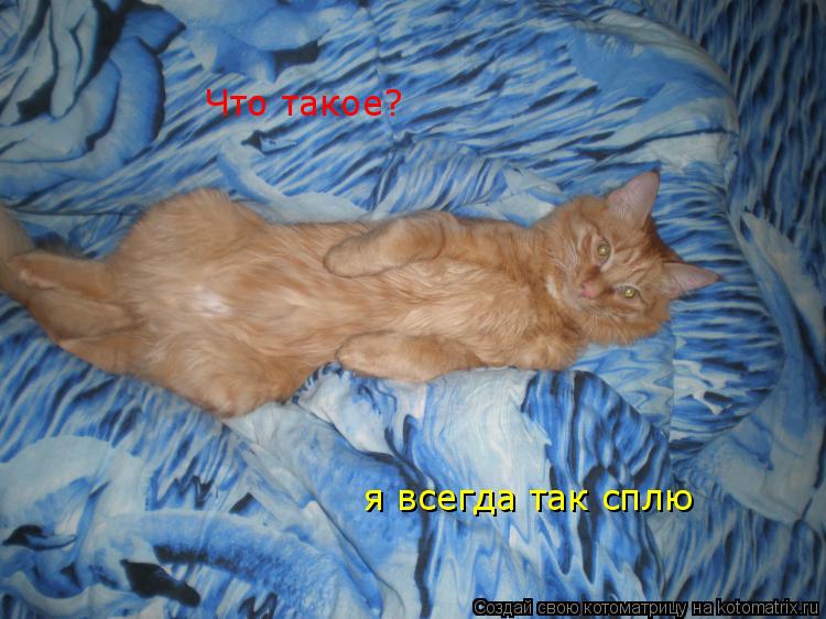Что такое? я всегда так сплю... Котоматрица: Что такое? я всегда так сплю