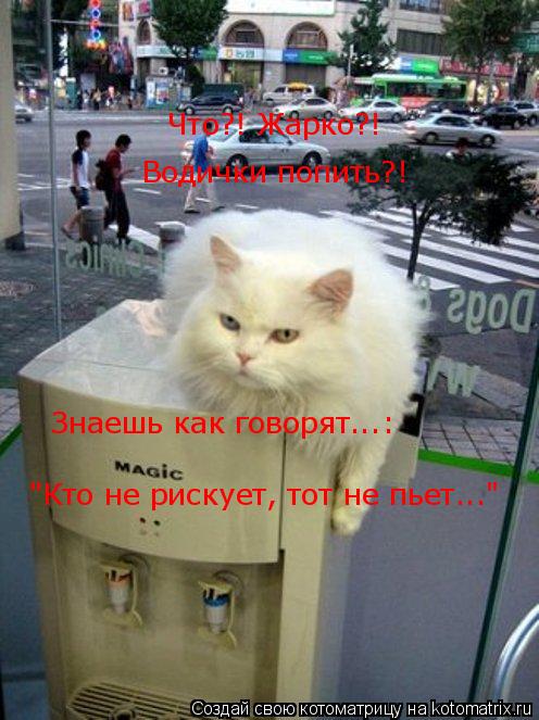 Что?! Жарко?! Водички попить?! "Кто не рискует, тот не пьет..." Знаешь как говорят...:... Котоматрица: Что?! Жарко?! Водички попить?! "Кто не рискует, тот не пьет..." Знаешь как говорят...: