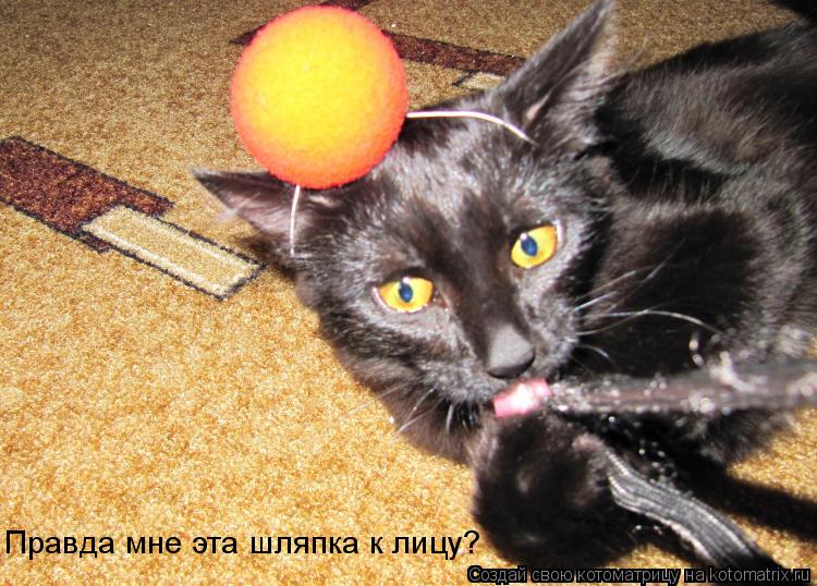 Правда мне эта шляпка к лицу?... Котоматрица: Правда мне эта шляпка к лицу?