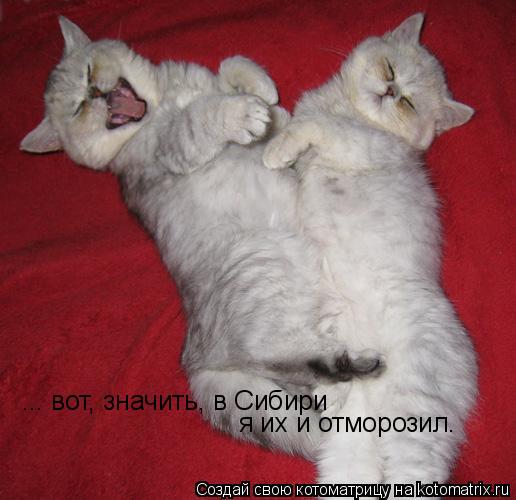 ... вот, значить, в Сибири я их и отморозил.... Котоматрица: ... вот, значить, в Сибири я их и отморозил.