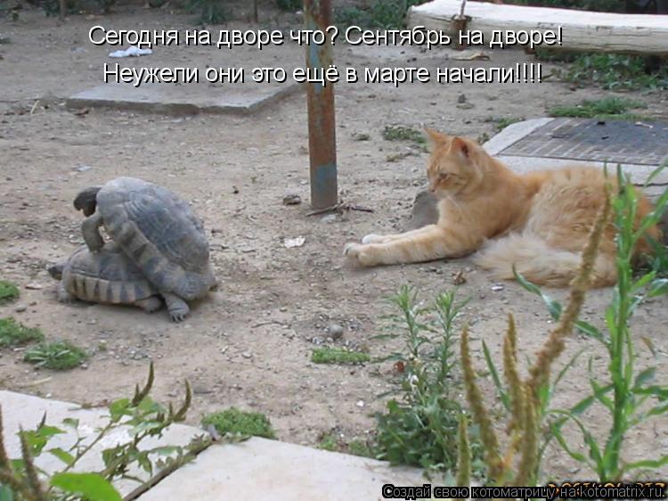 Сегодня на дворе что? Сентябрь на дворе! Неужели они это ещё в марте начали!!!!... Котоматрица: Сегодня на дворе что? Сентябрь на дворе! Неужели они это ещё в марте начали!!!!