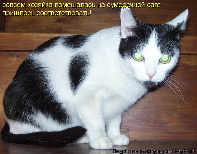 совсем хозяйка помешалась на сумеречной саге пришлось соответствовать!... Котоматрица: совсем хозяйка помешалась на сумеречной саге пришлось соответствовать!