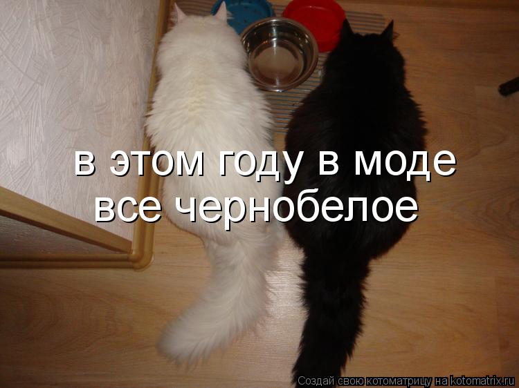 в этом году в моде все чернобелое... Котоматрица: в этом году в моде все чернобелое