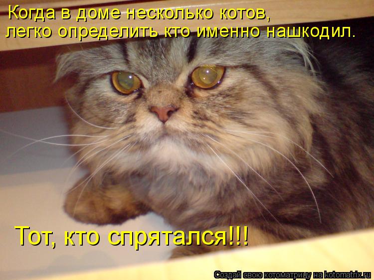 Когда в доме несколько котов, легко определить кто именно нашкодил. Тот, кто спрятался!!!... Котоматрица: Когда в доме несколько котов, легко определить кто именно нашкодил. Тот, кто спрятался!!!
