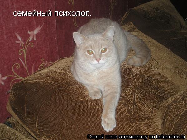 семейный психолог..... Котоматрица: семейный психолог..