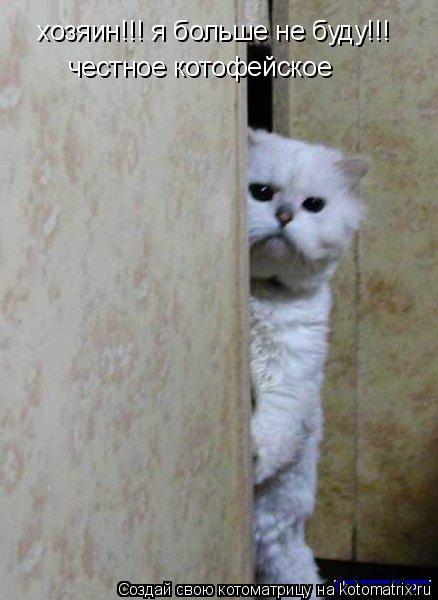 хозяин!!! я больше не буду!!! честное котофейское... Котоматрица: хозяин!!! я больше не буду!!! честное котофейское