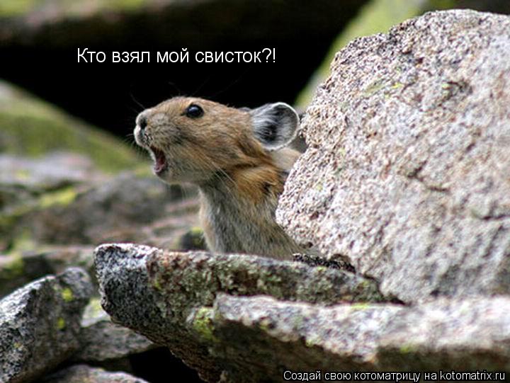 Кто взял мой свисток?!... Котоматрица: Кто взял мой свисток?!
