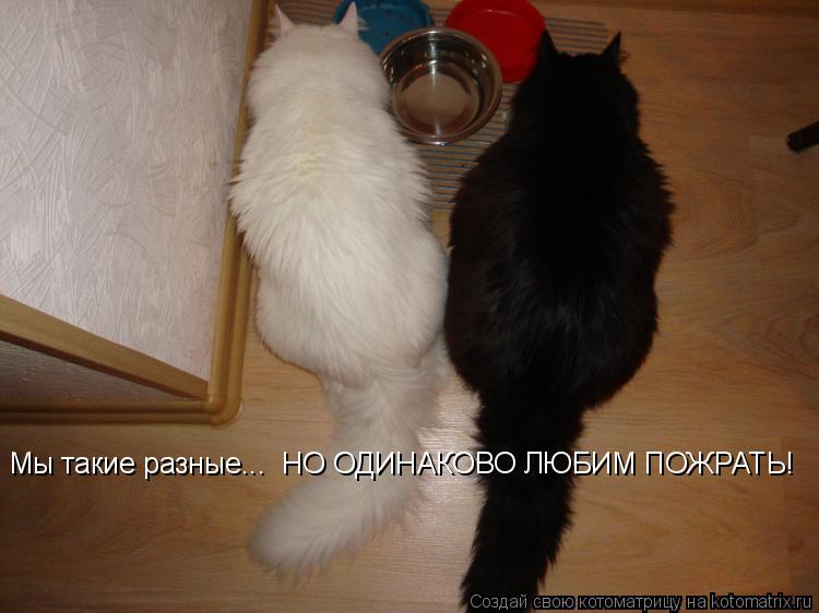 Котоматрица: Мы такие разные...  НО ОДИНАКОВО ЛЮБИМ ПОЖРАТЬ!