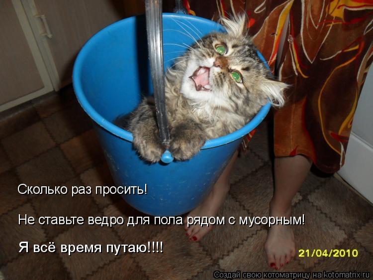 Сколько раз просить! Не ставьте ведро для пола рядом с мусорным! Я всё время путаю!!!!... Котоматрица: Сколько раз просить! Не ставьте ведро для пола рядом с мусорным! Я всё время путаю!!!!