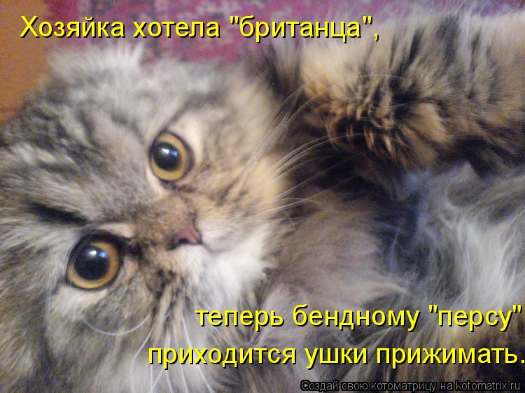 Хозяйка хотела "британца", теперь бендному "персу" приходится ушки прижимать.... Котоматрица: Хозяйка хотела "британца", теперь бендному "персу" приходится ушки прижимать.
