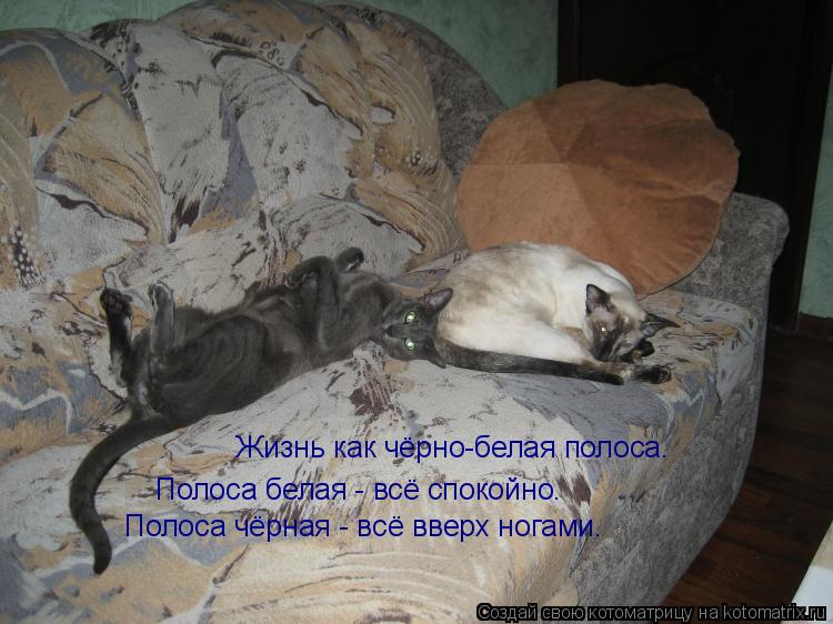 Жизнь как чёрно-белая полоса. Полоса белая - всё спокойно. Полоса чёрная - всё вверх ногами.... Котоматрица: Жизнь как чёрно-белая полоса. Полоса белая - всё спокойно. Полоса чёрная - всё вверх ногами.