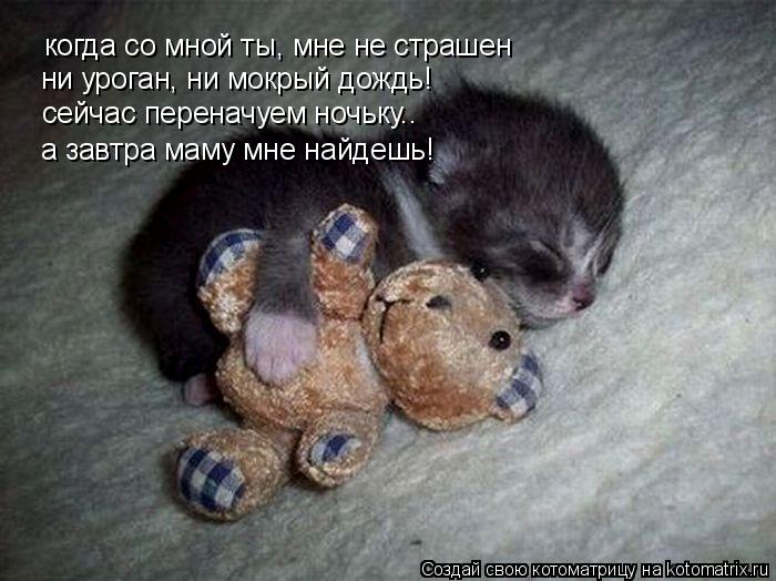 когда со мной ты, мне не страшен ни уроган, ни мокрый дождь! сейчас переначуем ночьку.. а завтра маму... Котоматрица: когда со мной ты, мне не страшен ни уроган, ни мокрый дождь! сейчас переначуем ночьку.. а завтра маму мне найдешь!