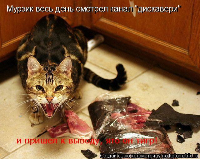 Мурзик весь день смотрел канал "дискавери" и пришел к выводу, ято он тигр!... Котоматрица: Мурзик весь день смотрел канал "дискавери" и пришел к выводу, ято он тигр!