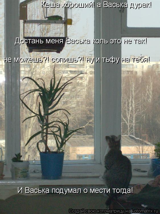 Кеша хороший! а Васька дурак! Достань меня Васька коль это не так! не можешь?! сопишь?! ну и тьфу на ... Котоматрица: Кеша хороший! а Васька дурак! Достань меня Васька коль это не так! не можешь?! сопишь?! ну и тьфу на тебя! И Васька подумал о мести тогда!