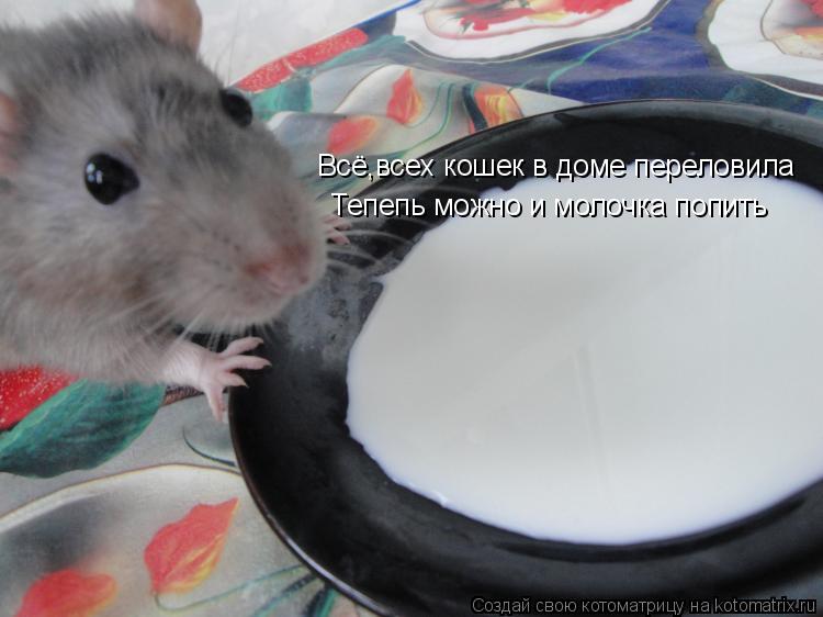 Всё,всех кошек в доме переловила Тепепь можно и молочка попить... Котоматрица: Всё,всех кошек в доме переловила Тепепь можно и молочка попить