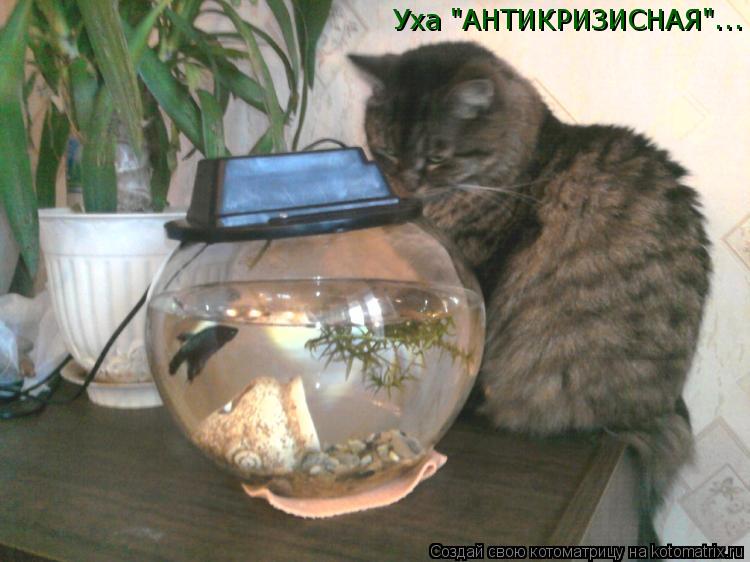 Уха "АНТИКРИЗИСНАЯ"...... Котоматрица: Уха "АНТИКРИЗИСНАЯ"...