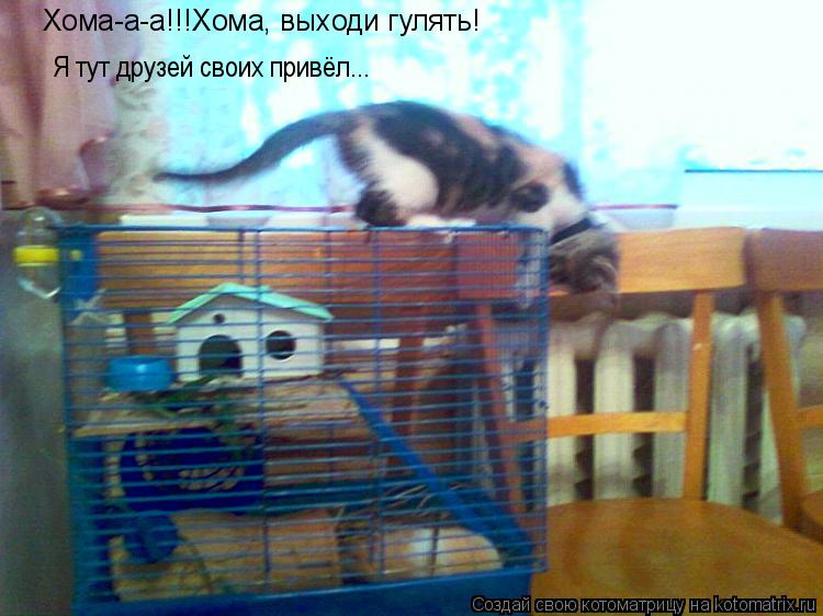 Хома-а-а!!!Хома, выходи гулять! Я тут друзей своих привёл...... Котоматрица: Хома-а-а!!!Хома, выходи гулять! Я тут друзей своих привёл...