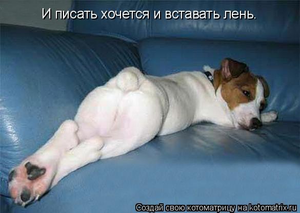 И писать хочется и вставать лень.... Котоматрица: И писать хочется и вставать лень.