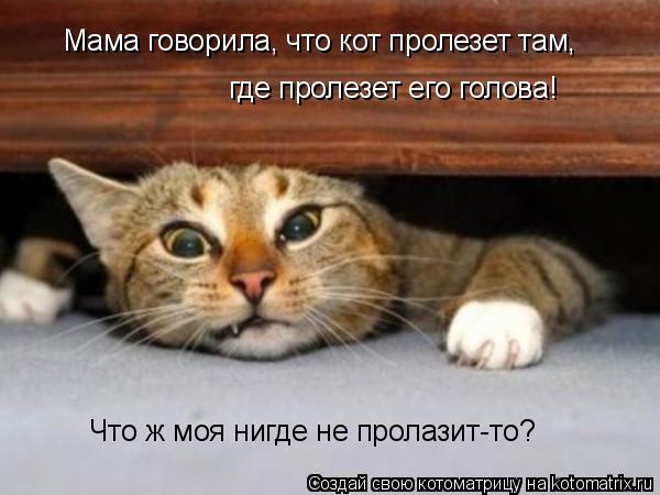 Мама говорила, что кот пролезет там, где пролезет его голова! Что ж моя нигде не пролазит-то?... Котоматрица: Мама говорила, что кот пролезет там, где пролезет его голова! Что ж моя нигде не пролазит-то?