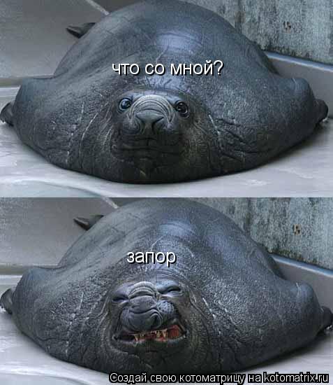 что со мной? запор... Котоматрица: что со мной? запор