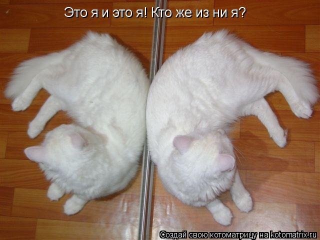 Это я и это я! Кто же из ни я?... Котоматрица: Это я и это я! Кто же из ни я?