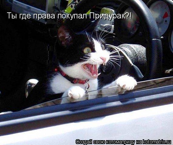 Ты где права покупал Придурак?!... Котоматрица: Ты где права покупал Придурак?!