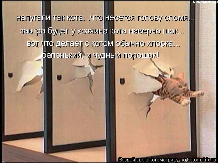 напугали так кота...что несется голову сломя... завтра будет у хозяина кота наверно шок... вот что де... Котоматрица: напугали так кота...что несется голову сломя... завтра будет у хозяина кота наверно шок... вот что делает с котом обычно хлорка... беленький, и ч