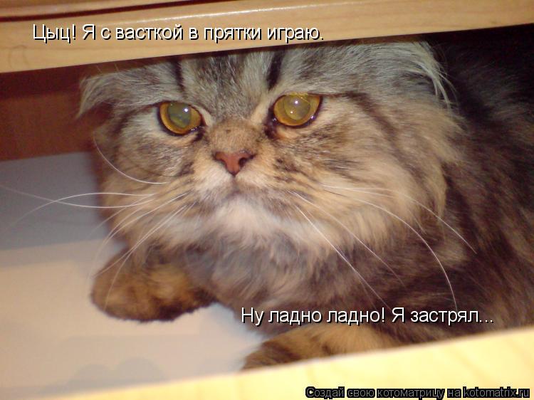 Цыц! Я с васткой в прятки играю. Ну ладно ладно! Я застрял...... Котоматрица: Цыц! Я с васткой в прятки играю. Ну ладно ладно! Я застрял...