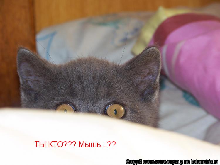 ТЫ КТО??? Мышь...??... Котоматрица: ТЫ КТО??? Мышь...??