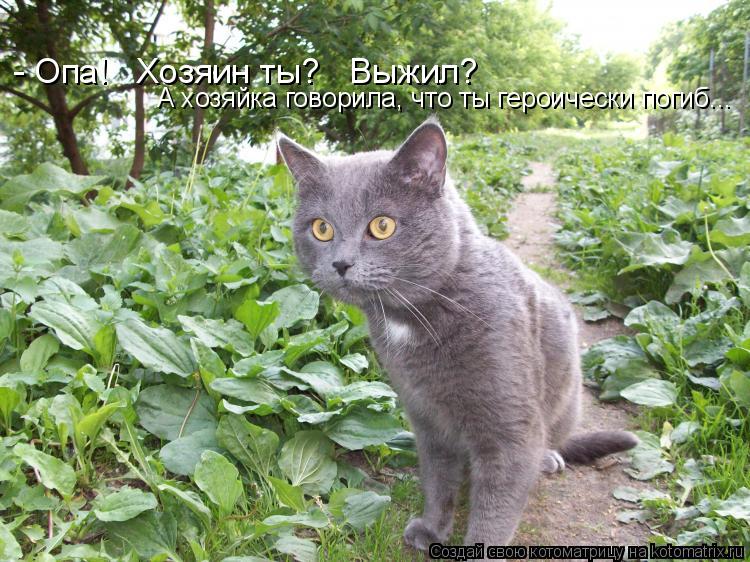 - Опа! Хозяин ты? Выжил? А хозяйка говорила, что ты героически погиб...... Котоматрица: - Опа! Хозяин ты? Выжил? А хозяйка говорила, что ты героически погиб...