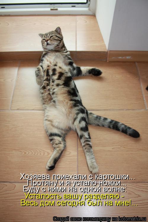 Хозяева приехали с картошки... Протяну и я устало ножки... Буду с ними на одной волне: Усталость вашу... Котоматрица: Хозяева приехали с картошки... Протяну и я устало ножки... Буду с ними на одной волне: Усталость вашу разделяю - Весь дом сегодня был на мне!...