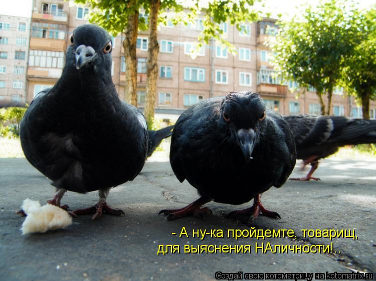 - А ну-ка пройдемте, товарищ, для выяснения НАличности!..... Котоматрица: - А ну-ка пройдемте, товарищ, для выяснения НАличности!..