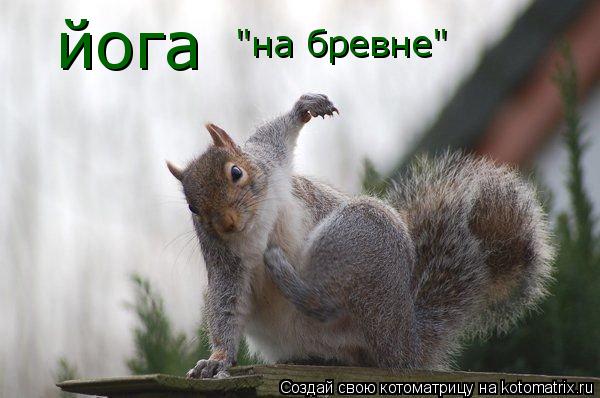 йога "на бревне"... Котоматрица: йога "на бревне"