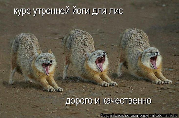 курс утренней йоги для лис дорого и качественно... Котоматрица: курс утренней йоги для лис дорого и качественно