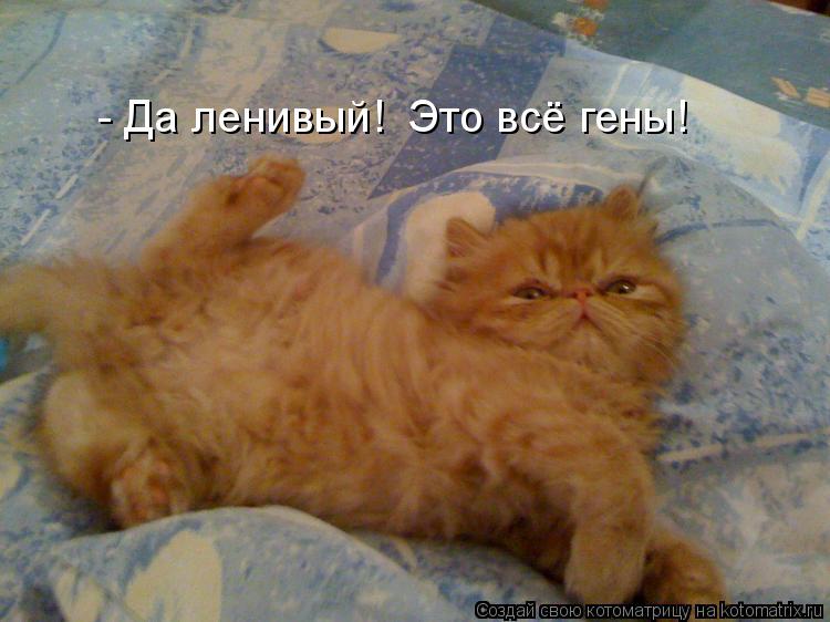 - Да ленивый! Это всё гены!... Котоматрица: - Да ленивый! Это всё гены!