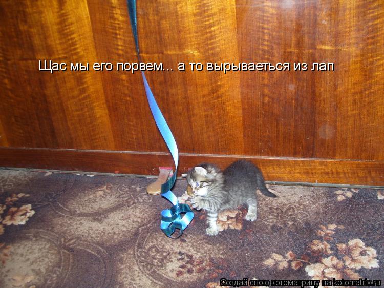 Щас мы его порвем... а то вырываеться из лап... Котоматрица: Щас мы его порвем... а то вырываеться из лап