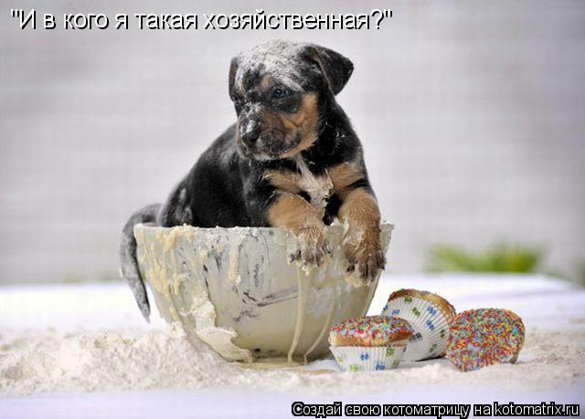 "И в кого я такая хозяйственная?"... Котоматрица: "И в кого я такая хозяйственная?"
