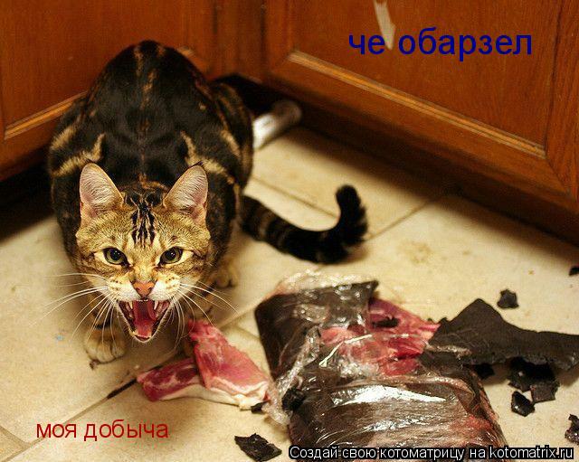 че обарзел моя добыча... Котоматрица: че обарзел моя добыча