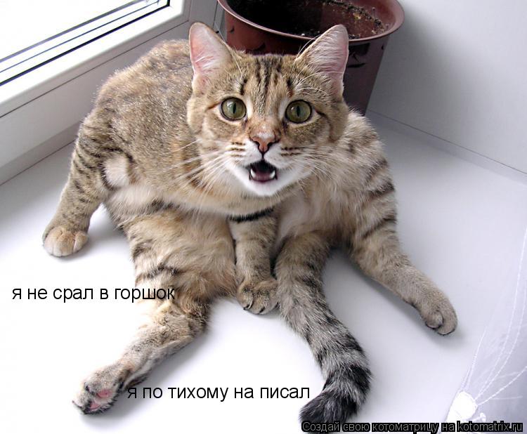 я не срал в горшок я по тихому на писал... Котоматрица: я не срал в горшок я по тихому на писал