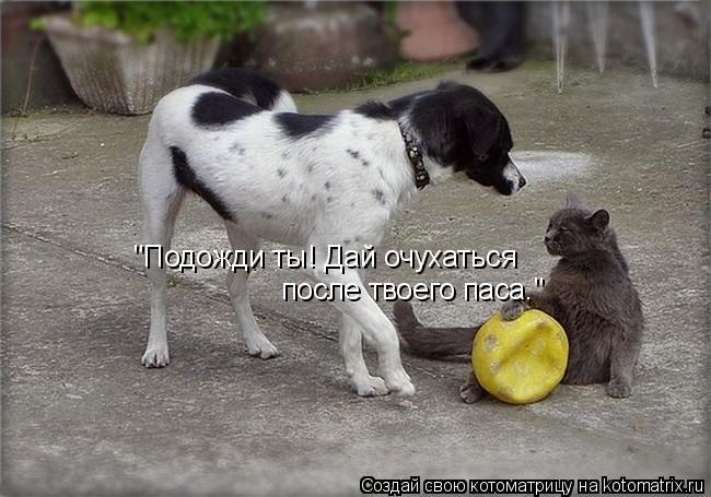 "Подожди ты! Дай очухаться после твоего паса."... Котоматрица: "Подожди ты! Дай очухаться после твоего паса."