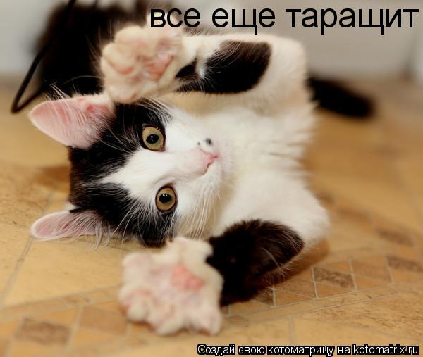 все еще таращит... Котоматрица: все еще таращит